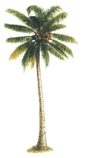  pohon  kelapa  Materi IPA SD kelas 2